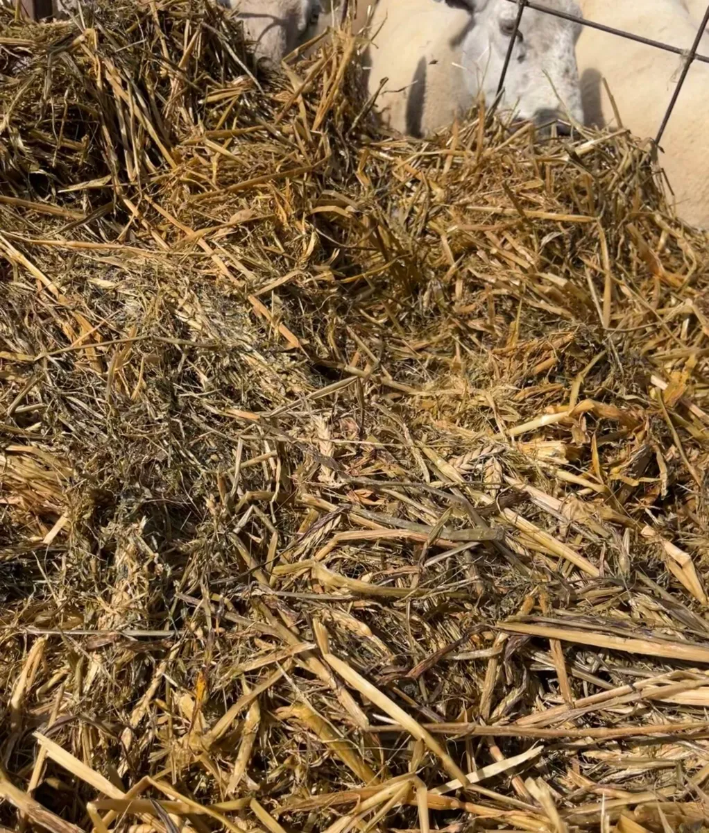 Silage (grass/barley/pea) - Image 3