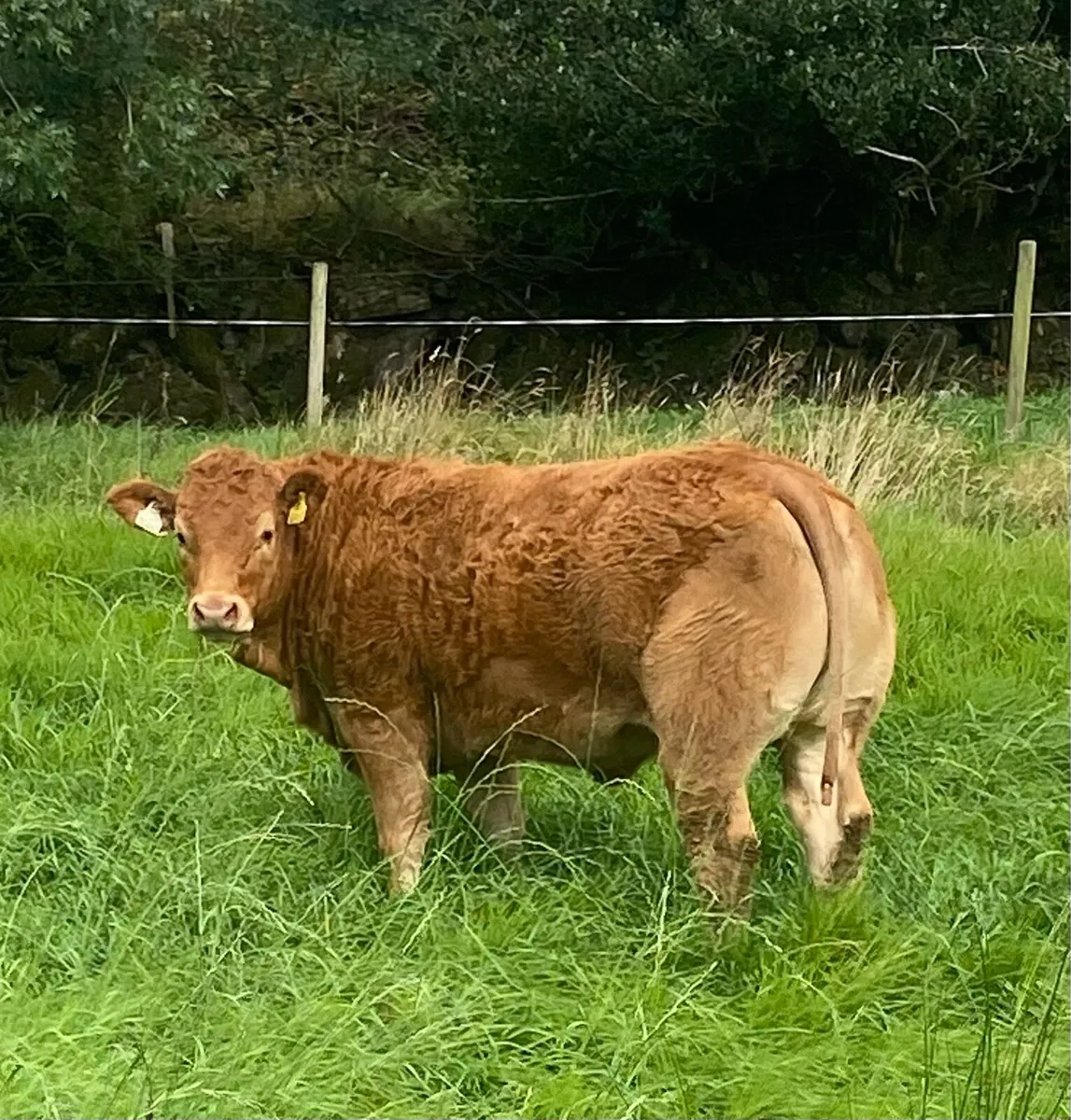 Pedigree Limousin Heifers - Image 2
