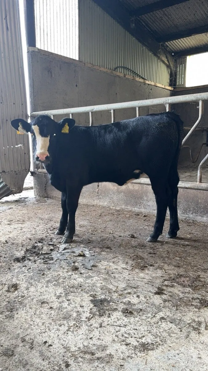 Angus Heifer calves - Image 1