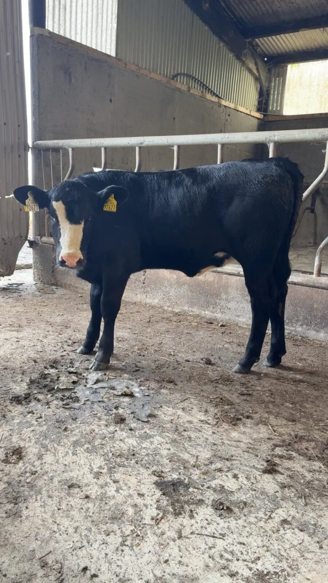Angus Heifer calves - Image 2