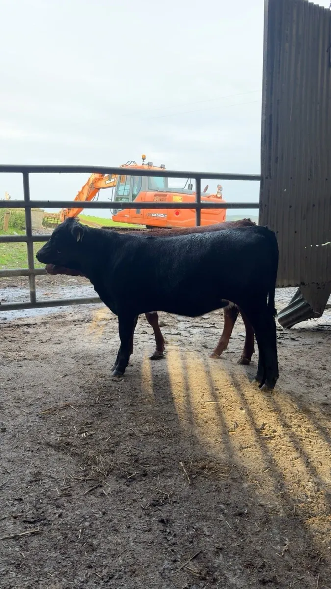 Angus Heifer calves - Image 3