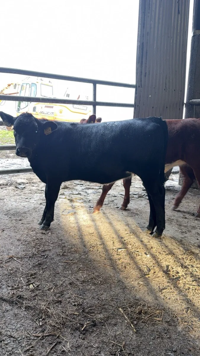 Angus Heifer calves - Image 4