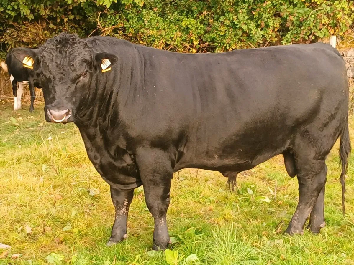 Angus bull - Image 4
