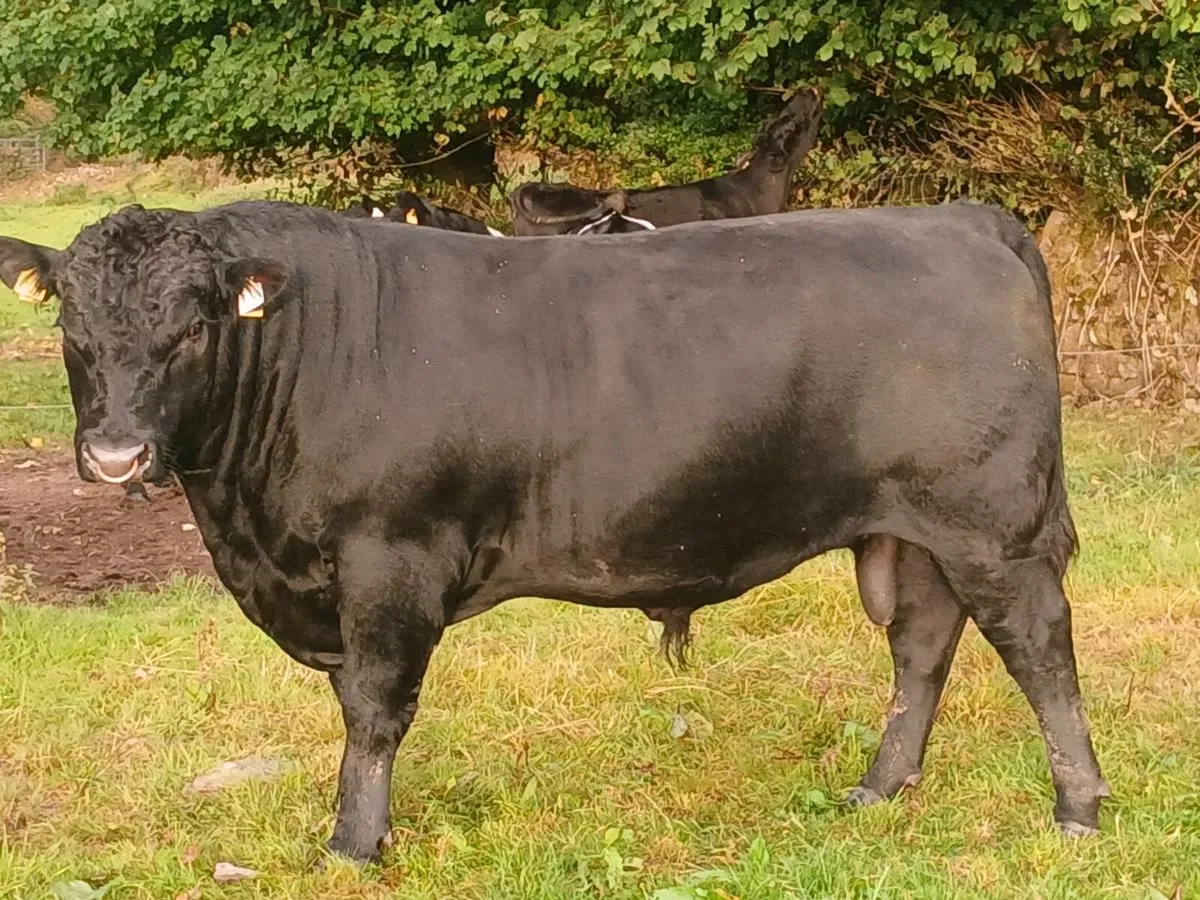 Angus bull - Image 1