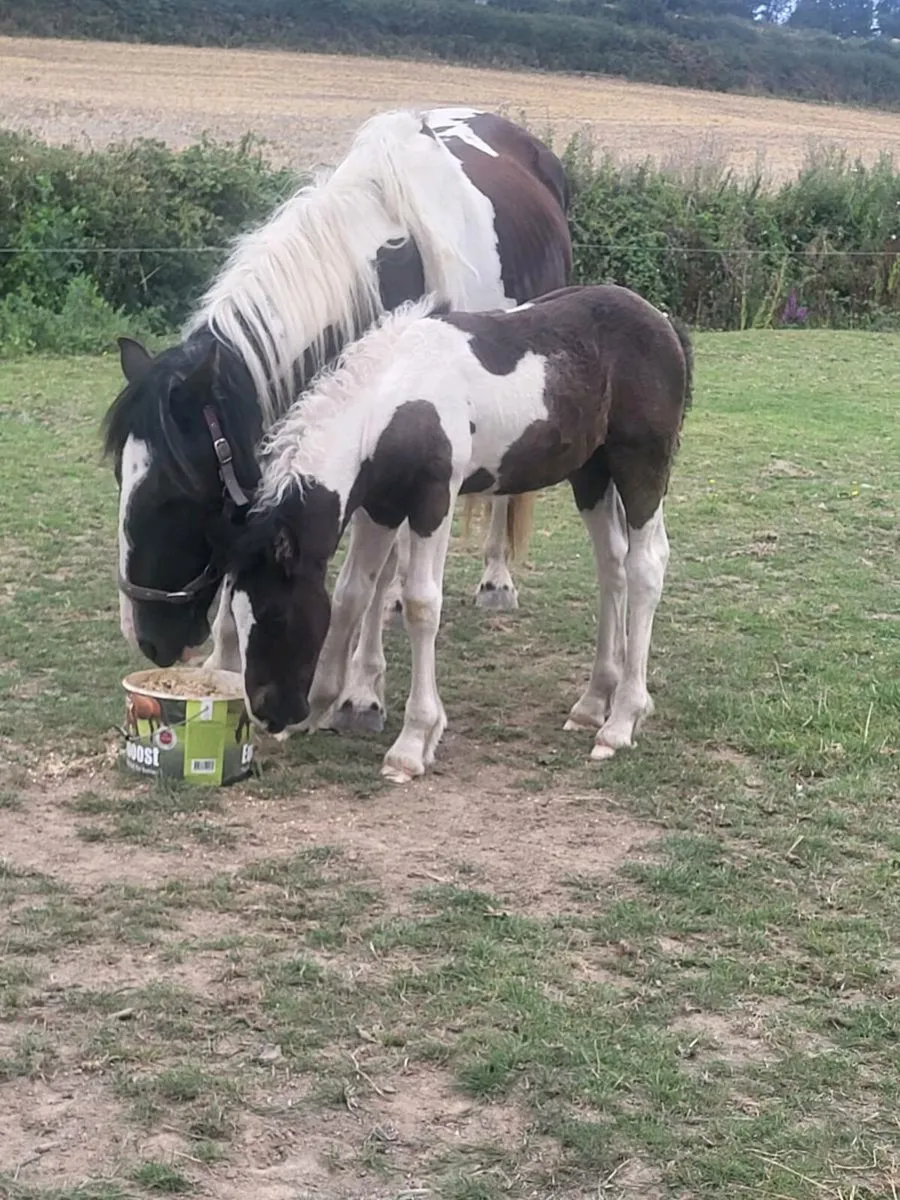 Mare and foal