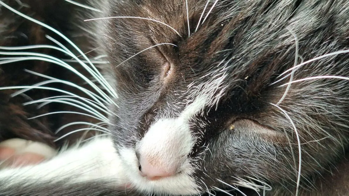 Cat - Image 1
