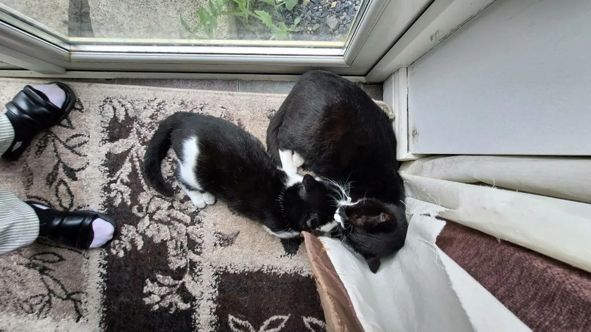 Cat - Image 2