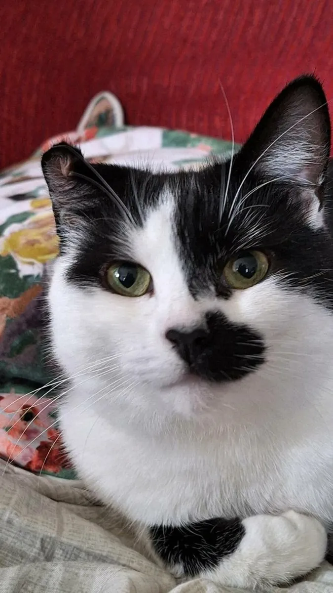 Cat - Image 3