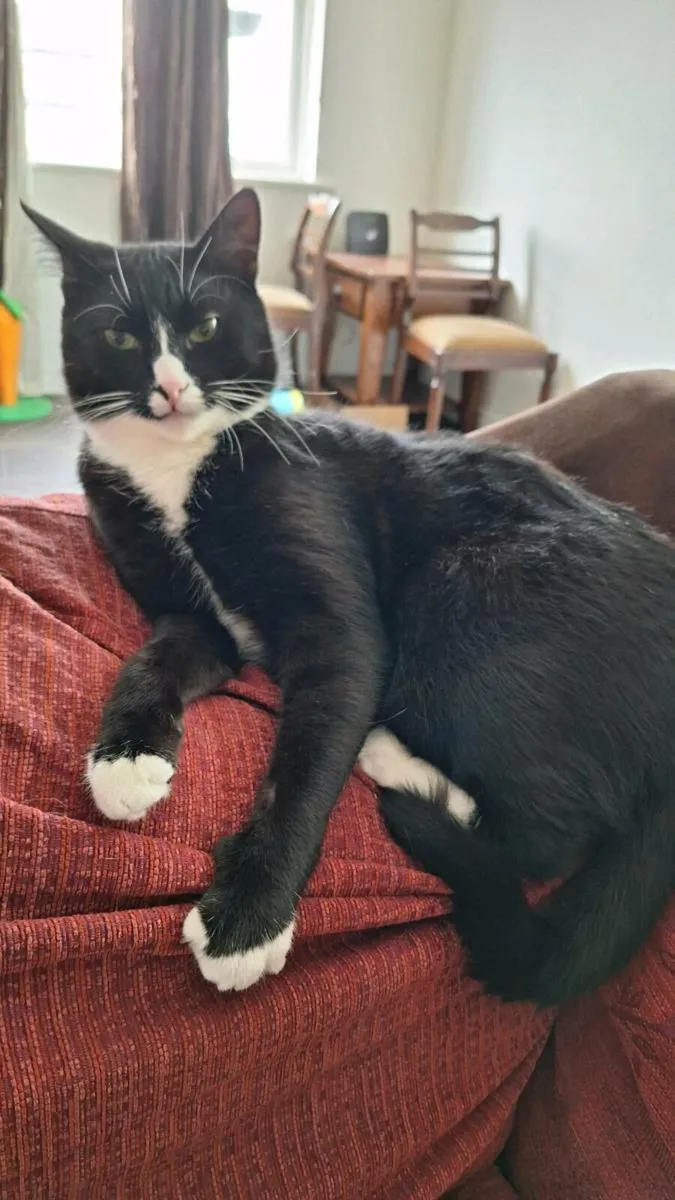Cat - Image 4