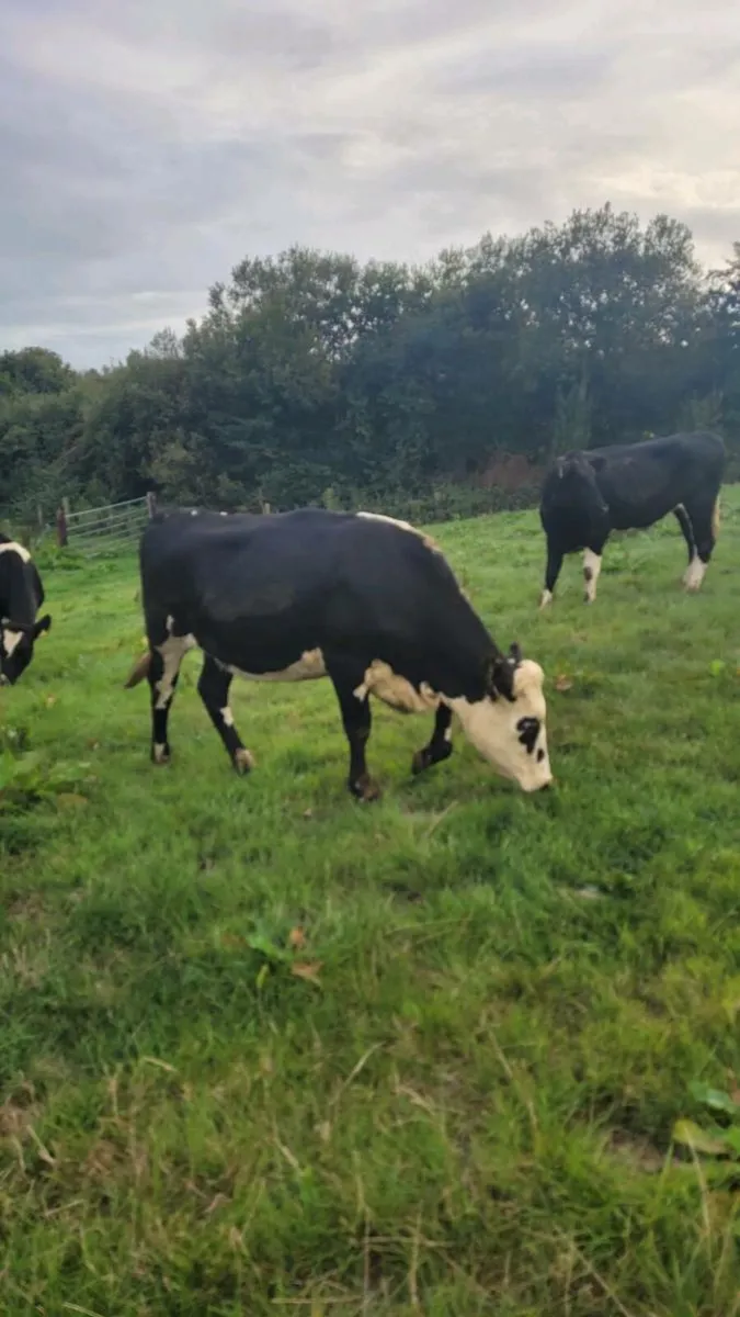 Hereford and bb heifers - Image 4