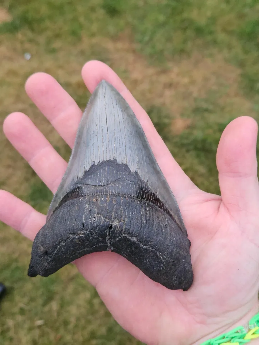 Huge Megladon Shark tooth - Image 1