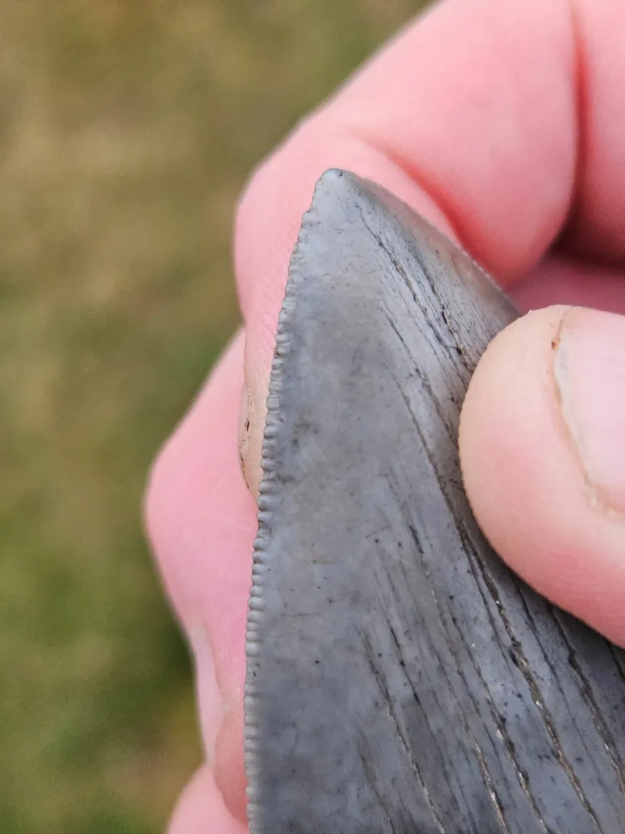 Huge Megladon Shark tooth - Image 2