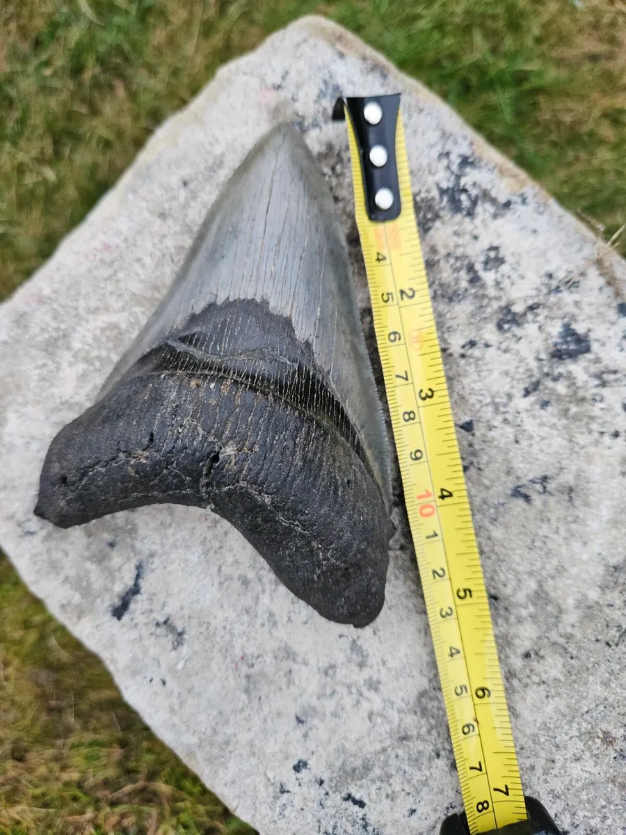 Huge Megladon Shark tooth - Image 3