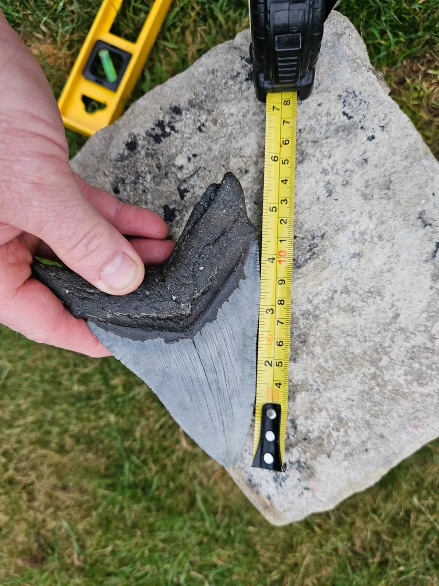 Huge Megladon Shark tooth - Image 4