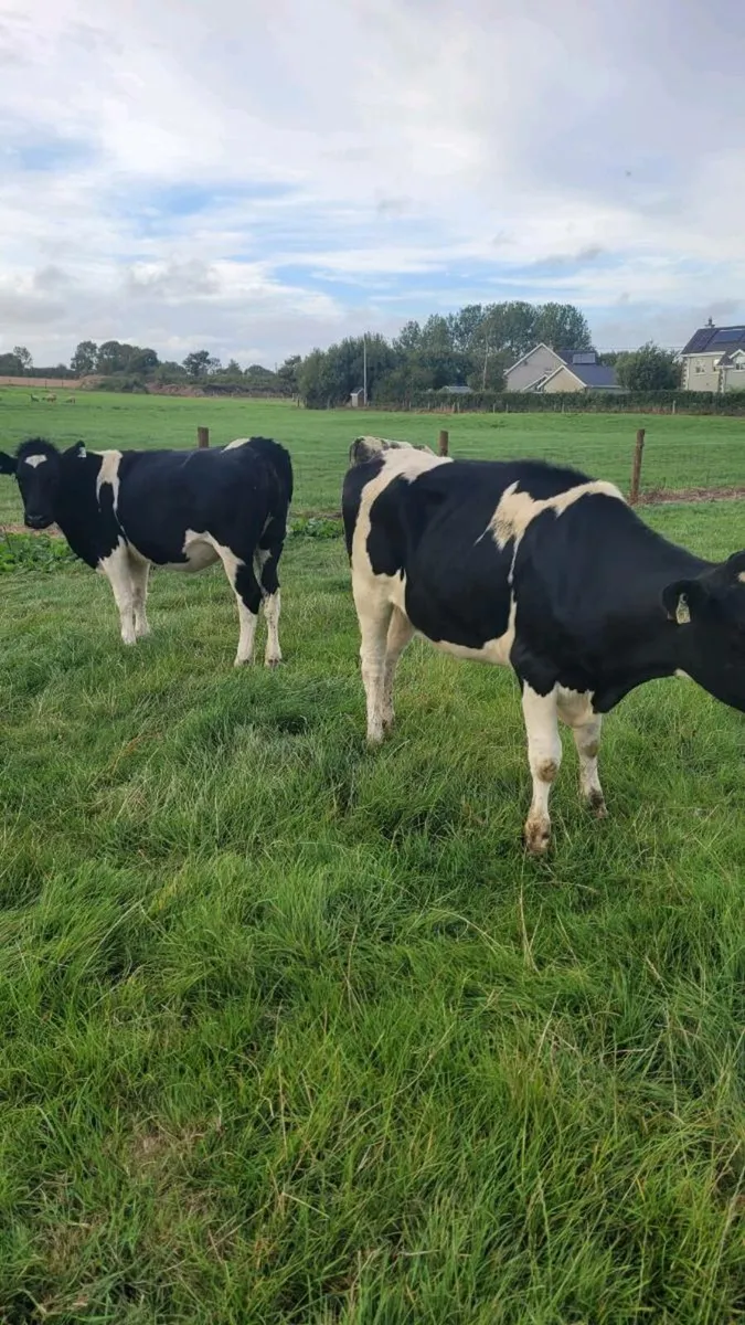 3 British  freisan heifers - Image 1