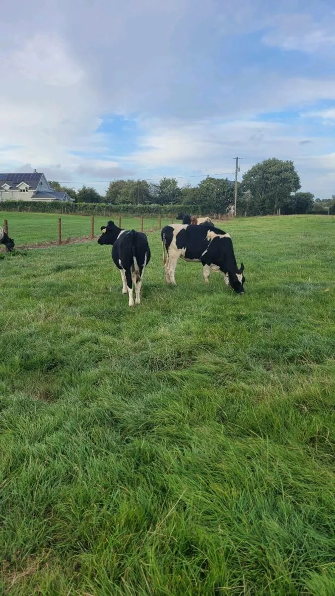 3 British  freisan heifers - Image 2
