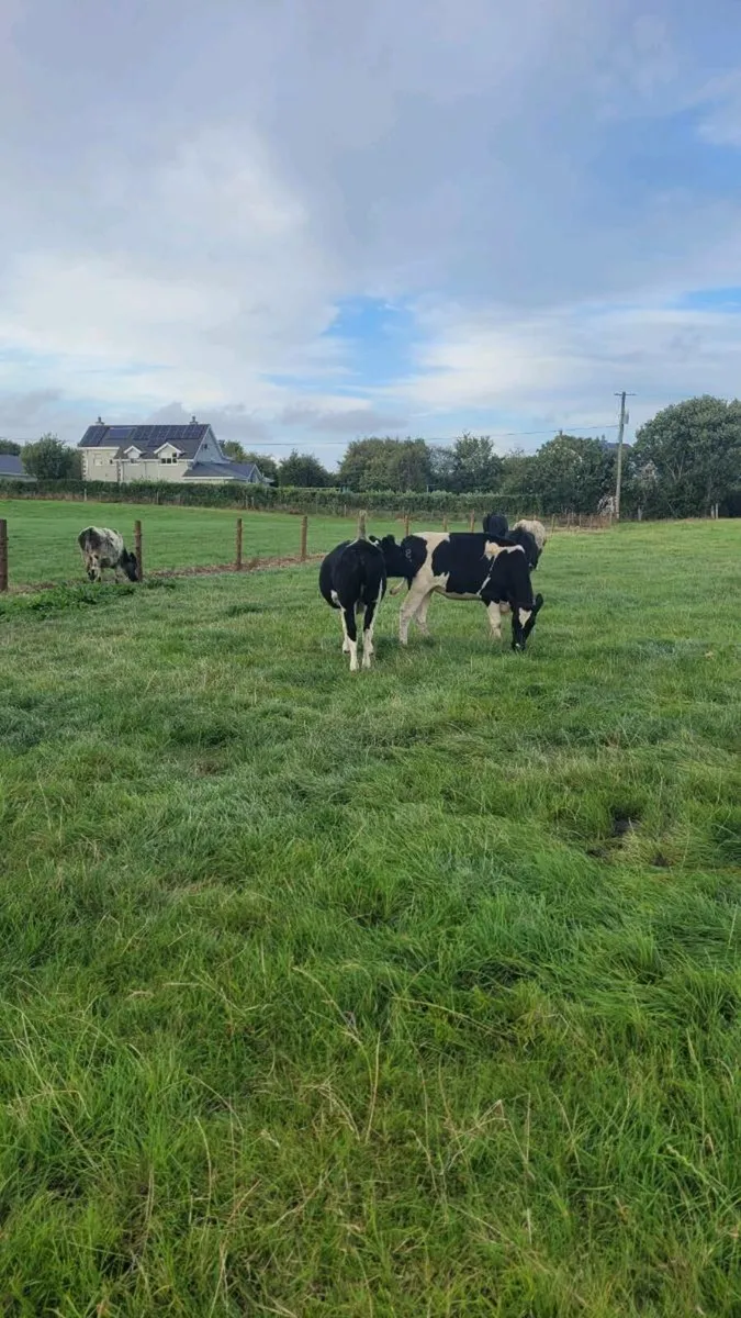 3 British  freisan heifers - Image 3