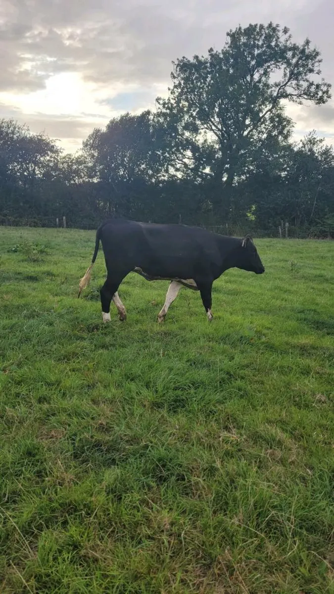 3 British  freisan heifers - Image 4