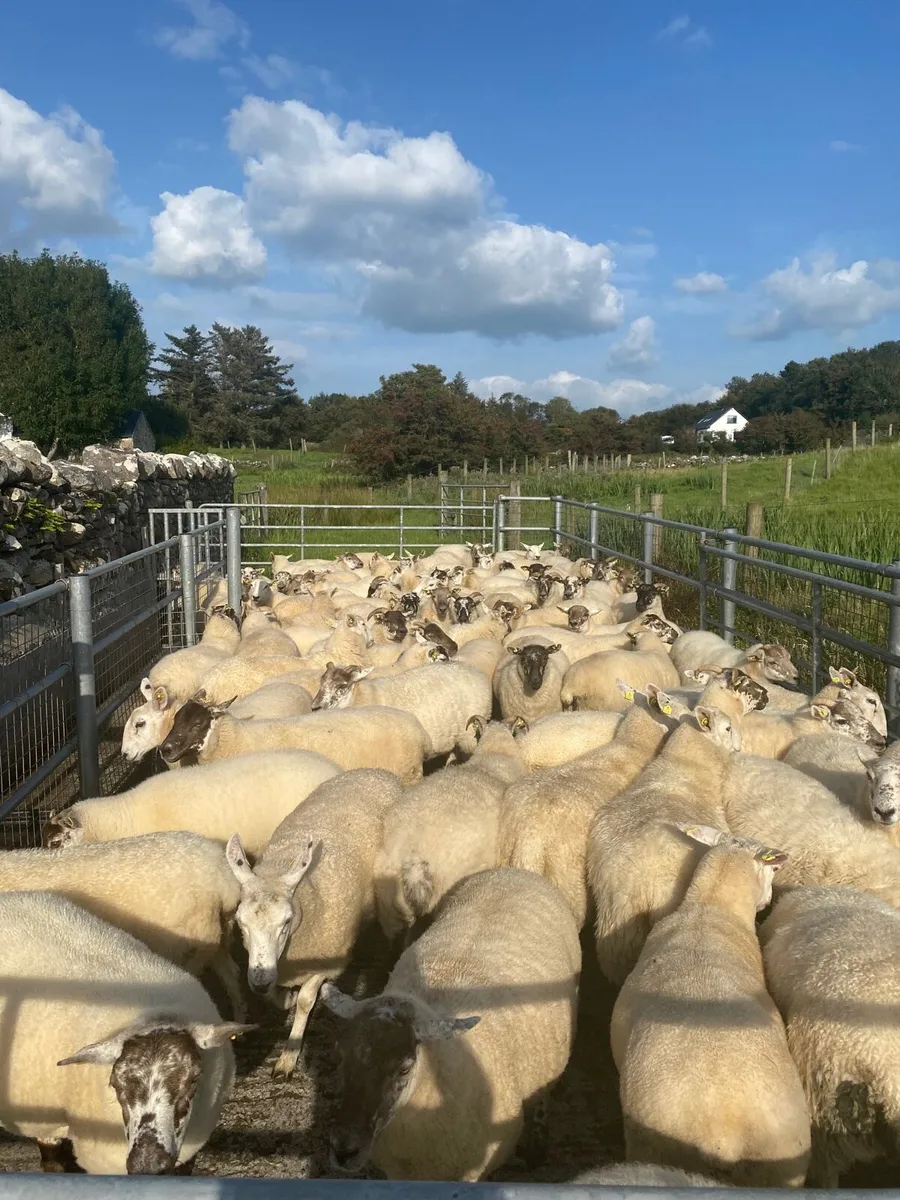 Quality Hoggets - Image 3