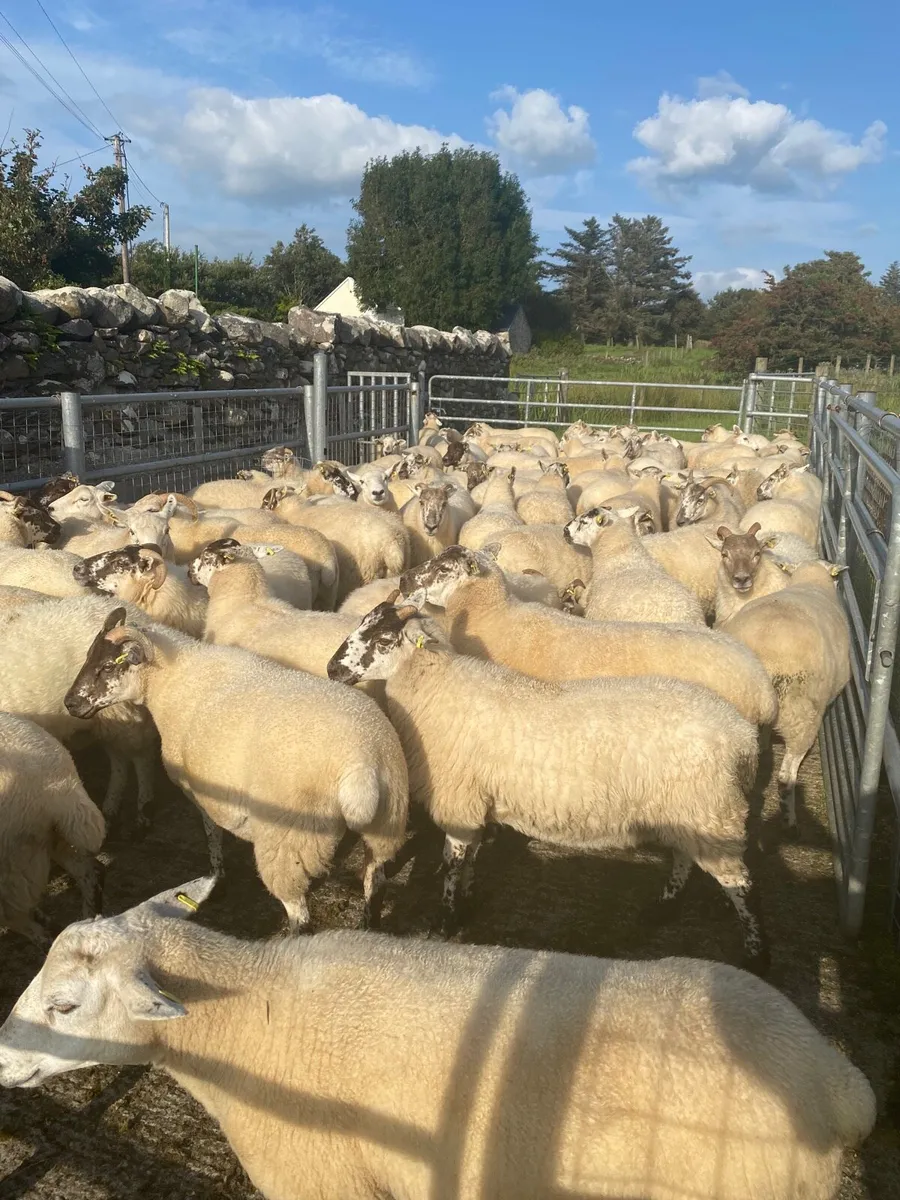 Quality Hoggets - Image 2