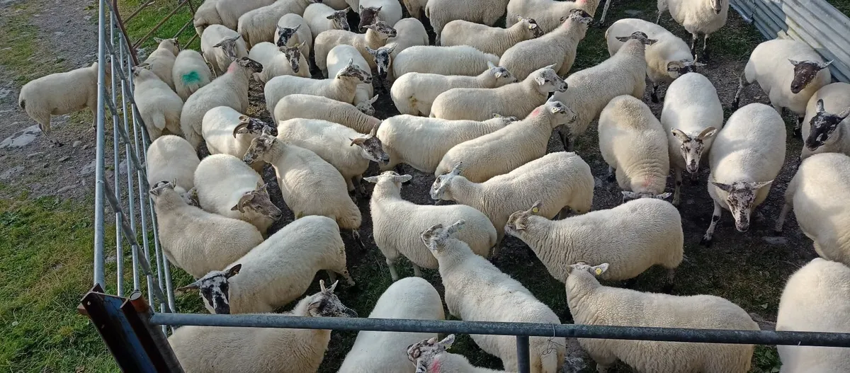 Sheep - Image 1