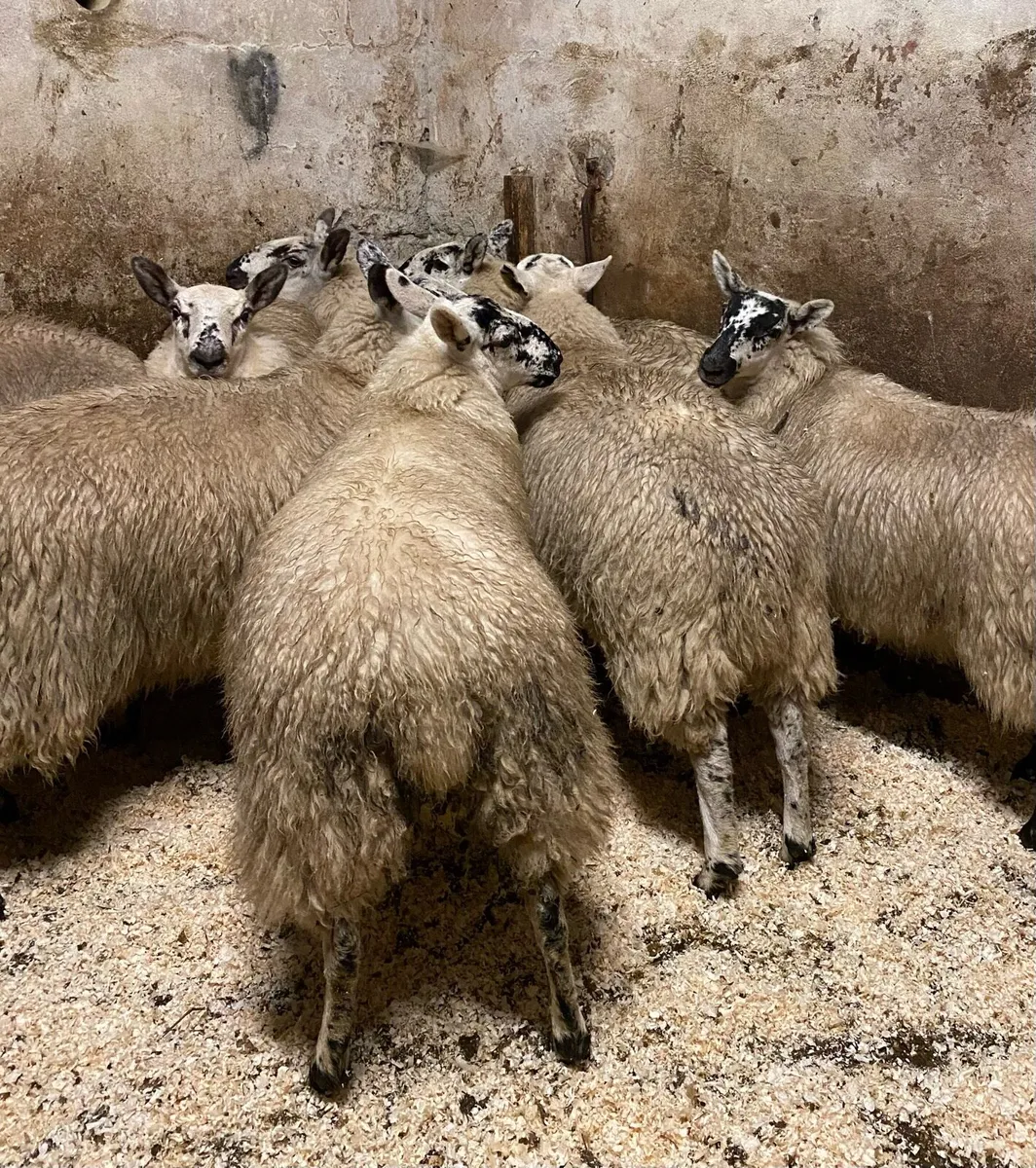 ⭐️EWE LAMBS ⭐️ - Image 1