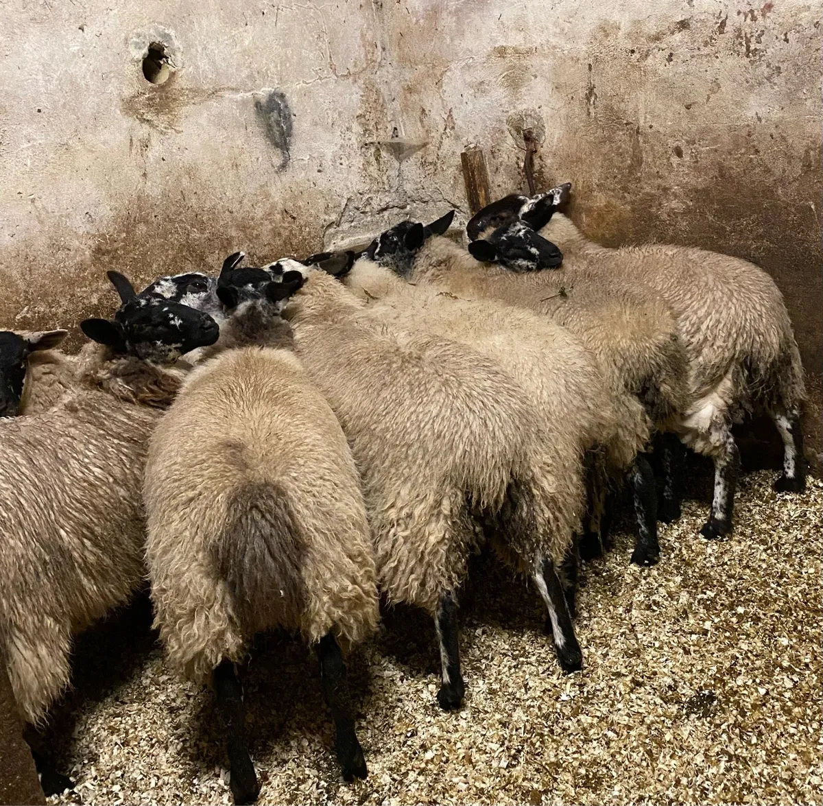 ⭐️EWE LAMBS ⭐️ - Image 2