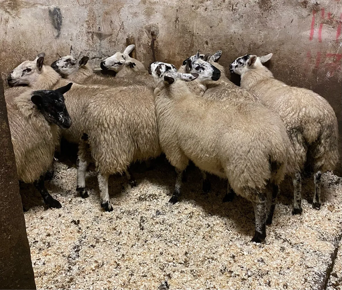 ⭐️EWE LAMBS ⭐️ - Image 3