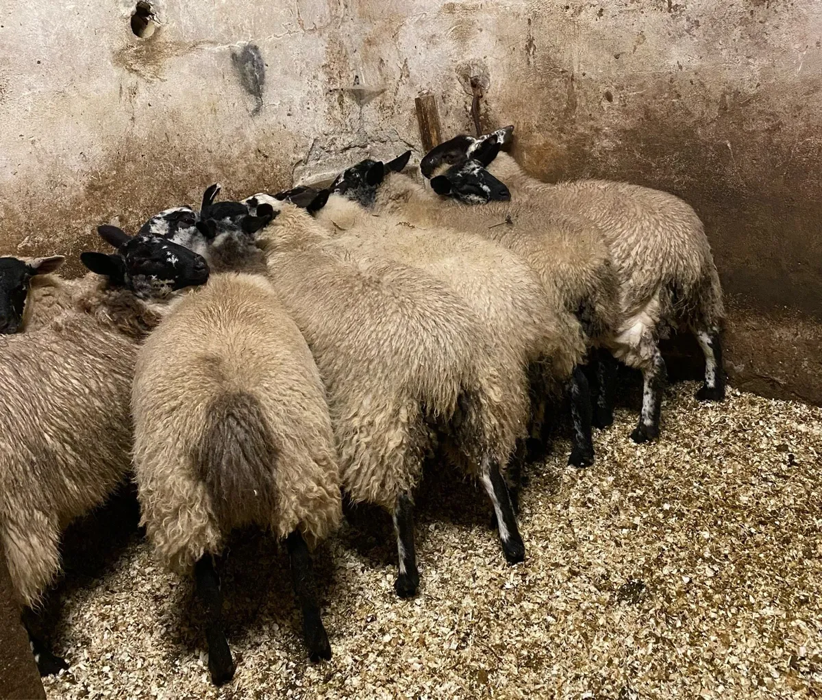 ⭐️EWE LAMBS ⭐️ - Image 4