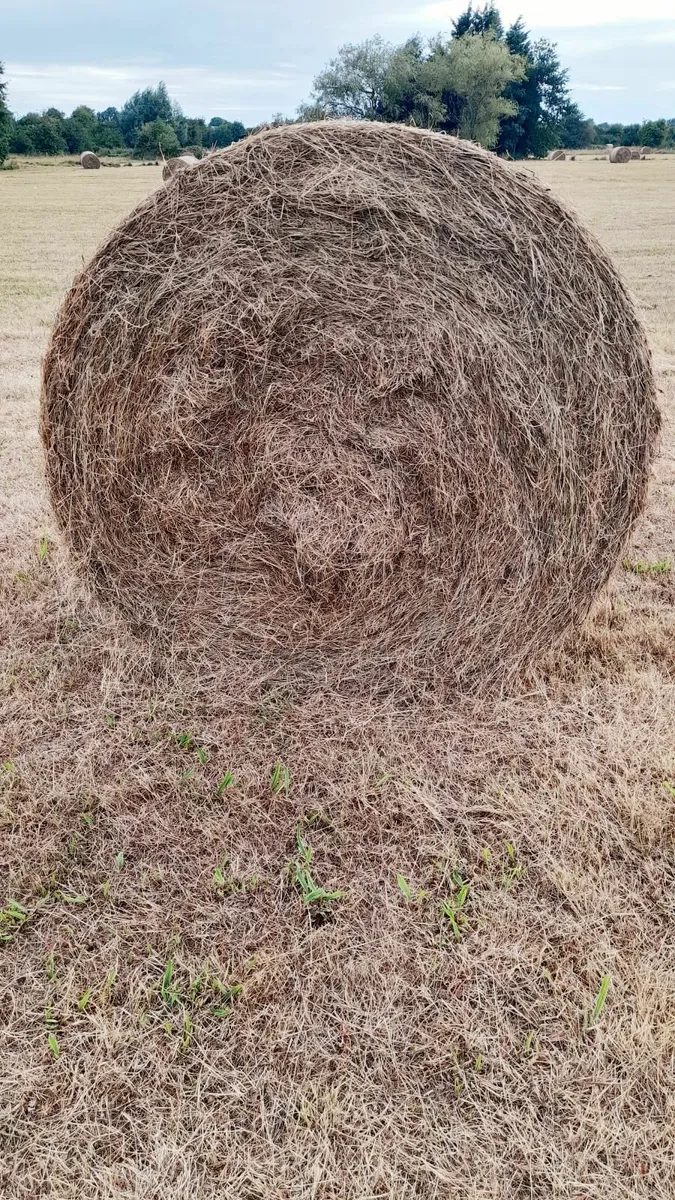 Horse Hay for Sale (Big Discount available!!!) - Image 1