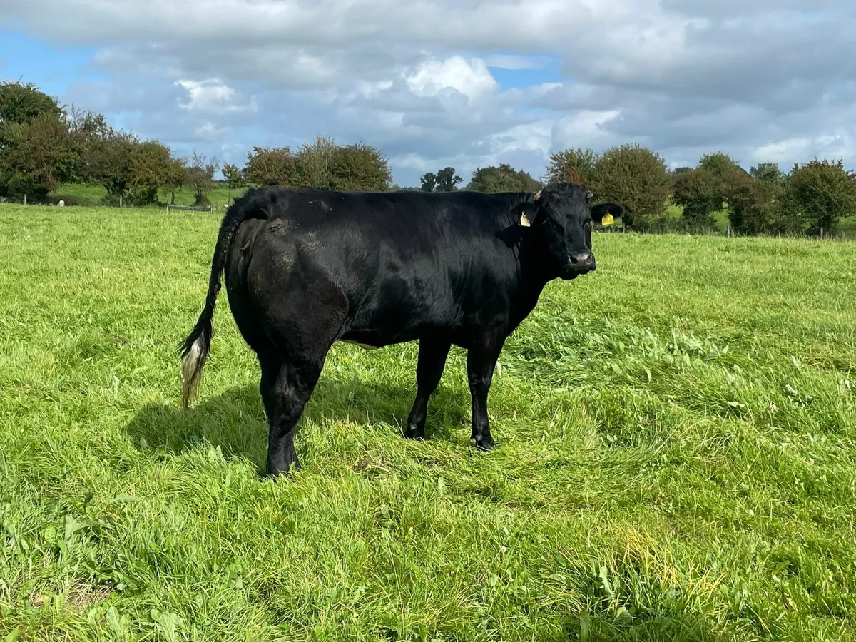 Heifers - Image 1