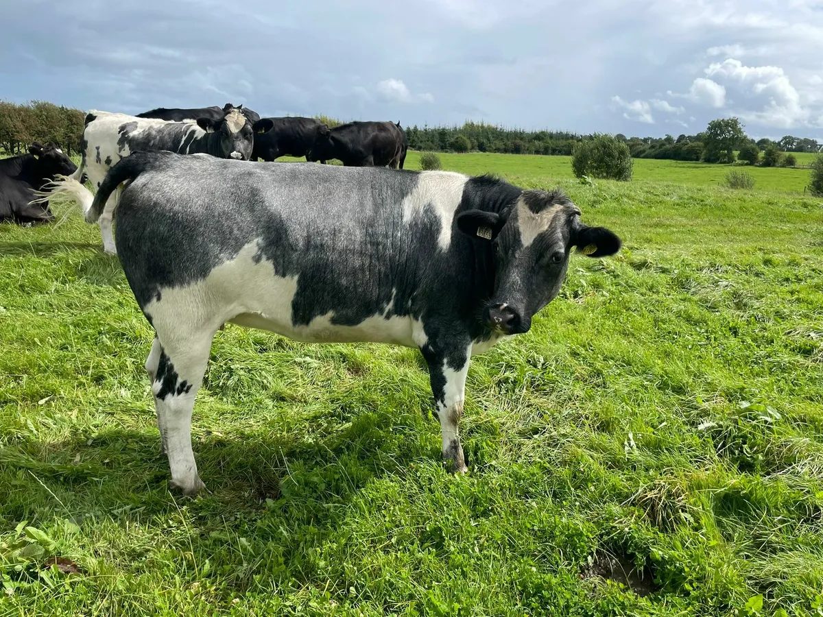 Heifers - Image 2