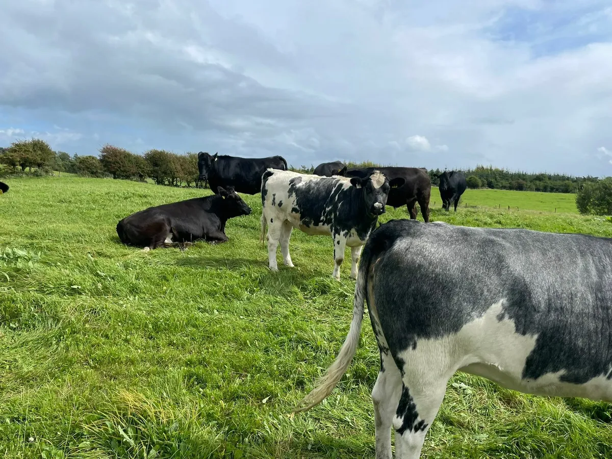 Heifers - Image 3