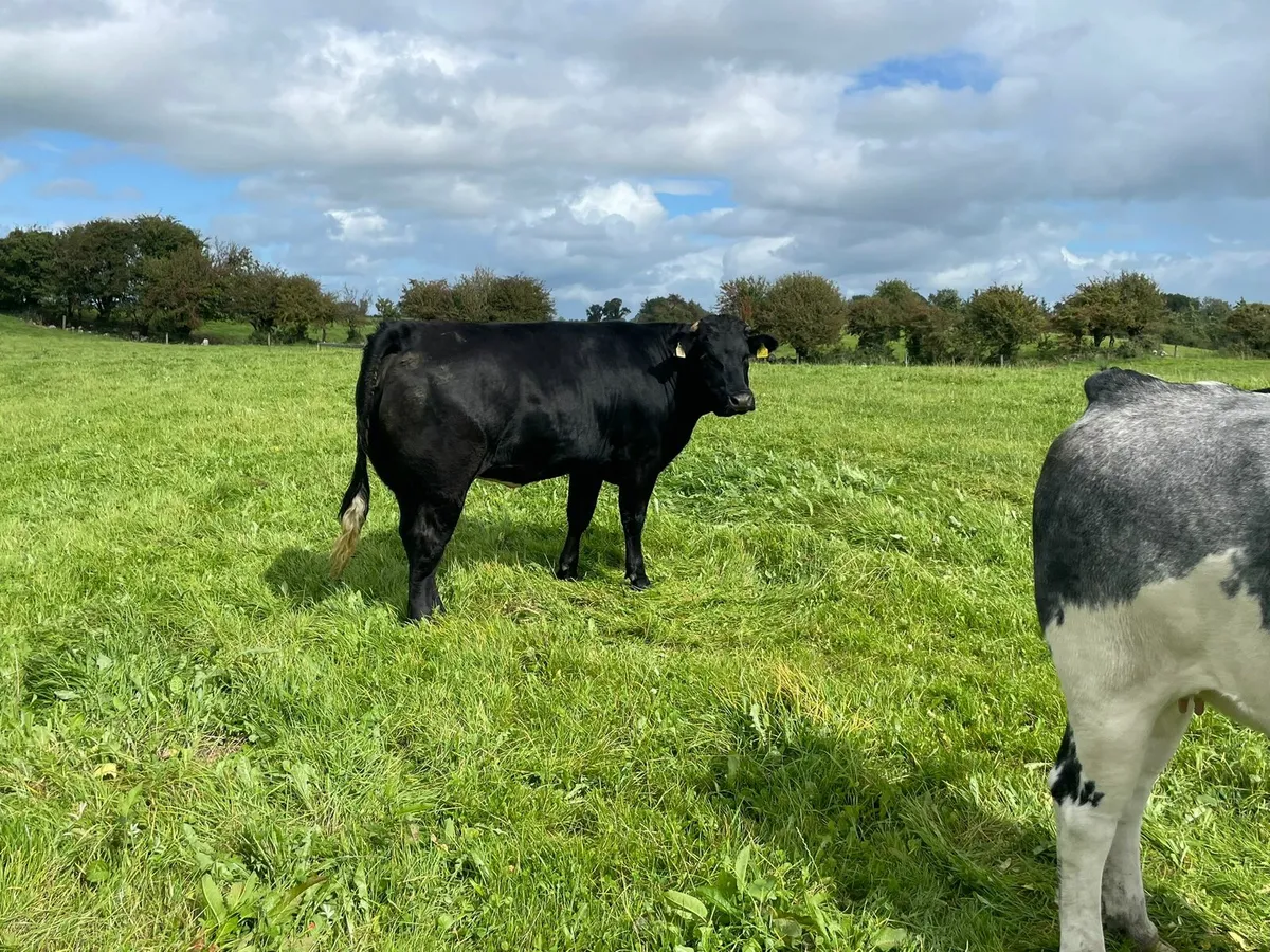 Heifers - Image 4