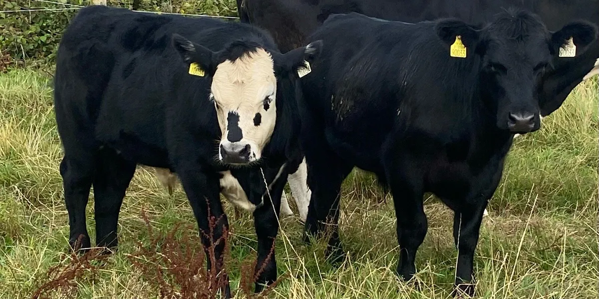 Organic Angus weanlings - Image 2