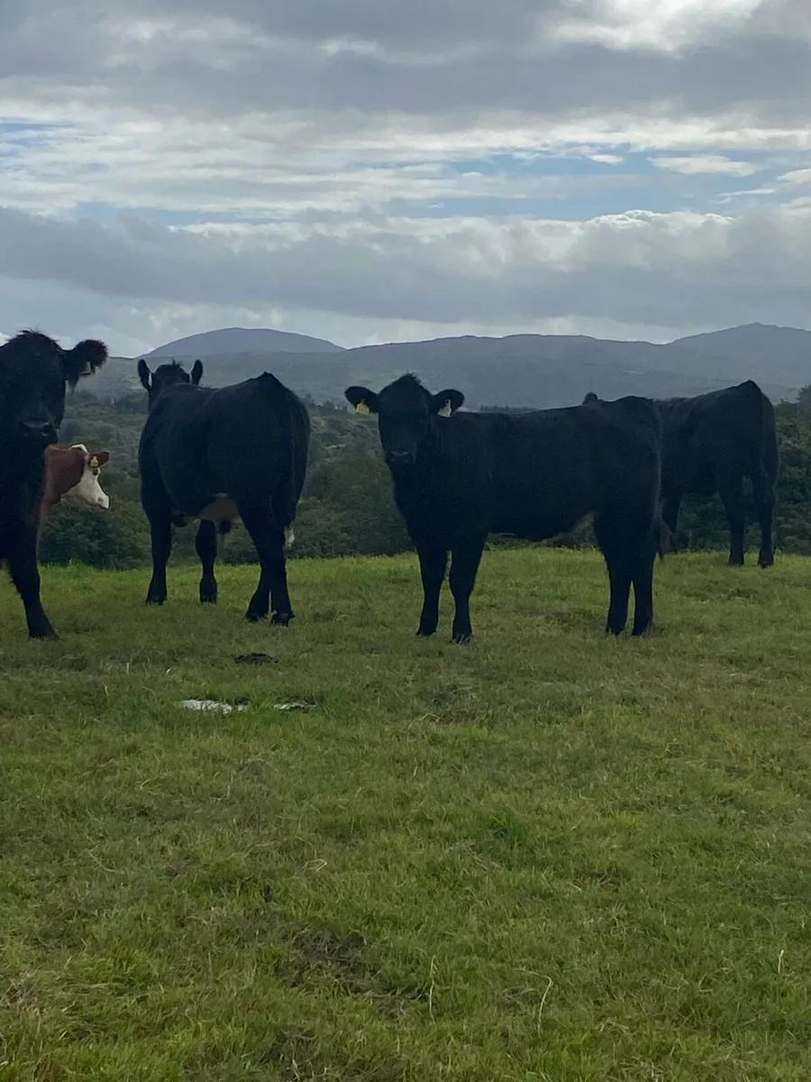 Organic Angus weanlings - Image 3