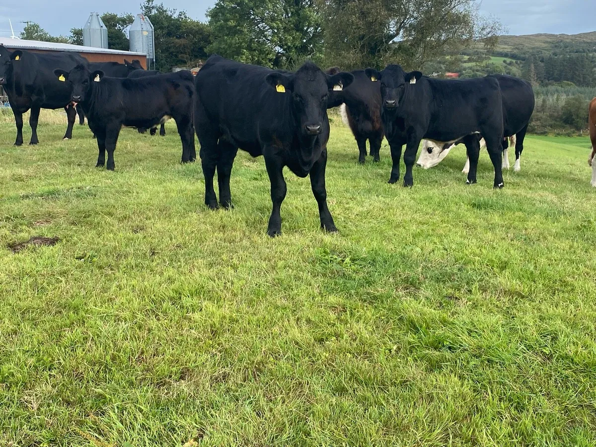 Organic Angus weanlings - Image 1