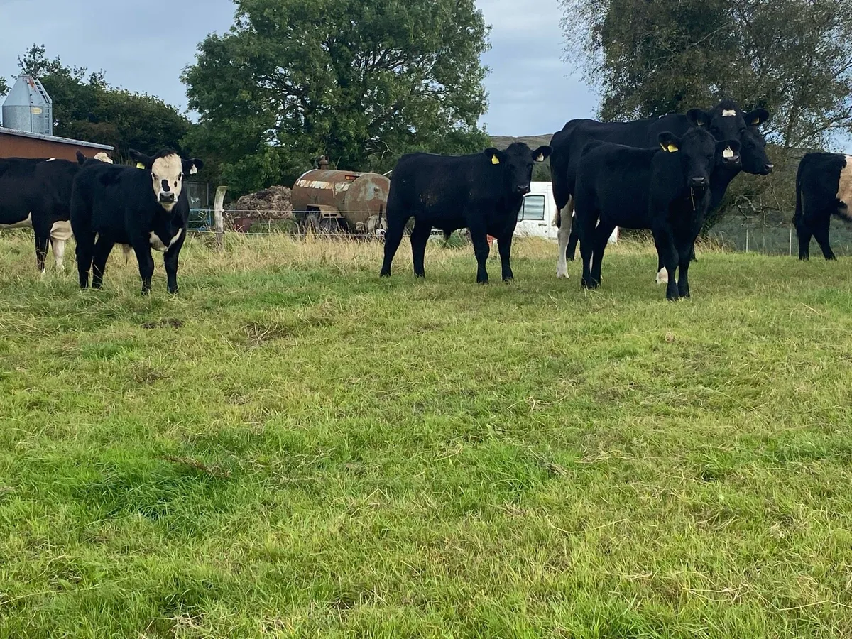 Organic Angus weanlings - Image 4
