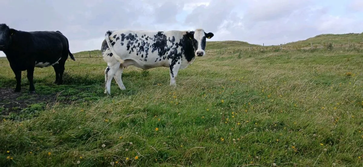 Springers/Heifers - Image 1