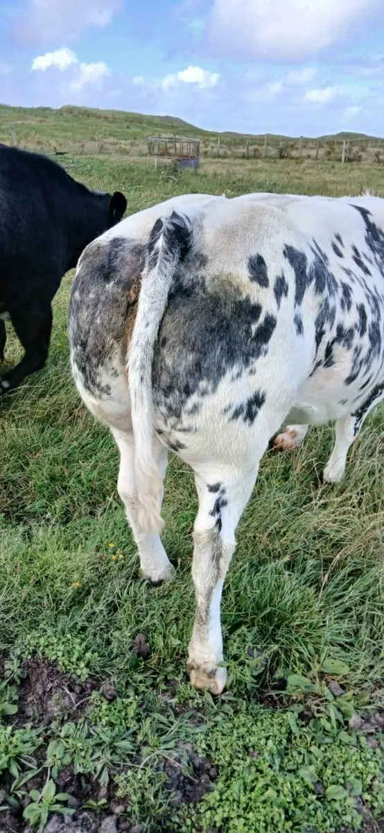Springers/Heifers - Image 2