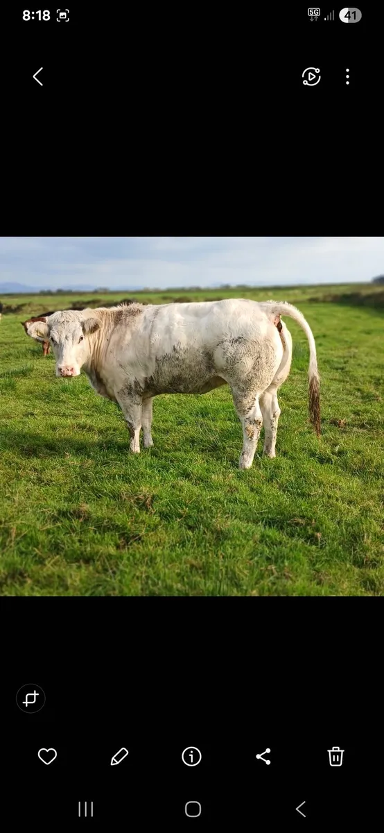 Springers/Heifers - Image 3