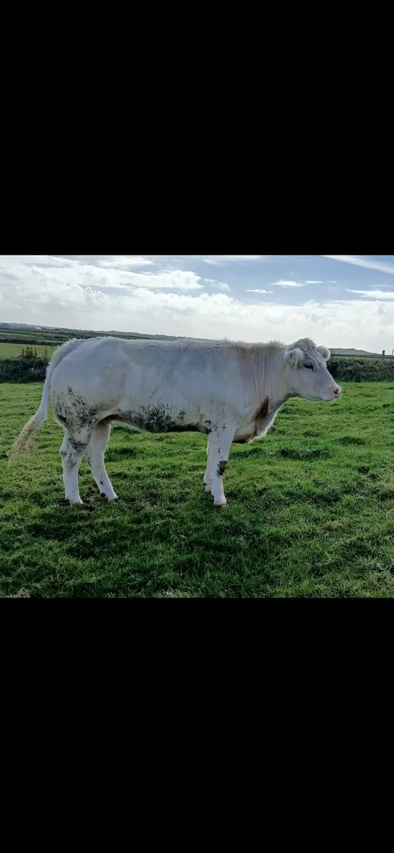 Springers/Heifers - Image 4