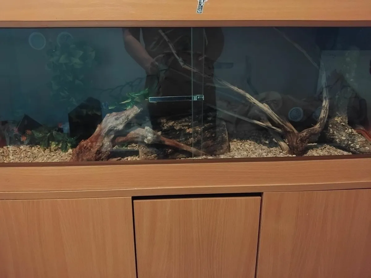 Corn snake - Image 1