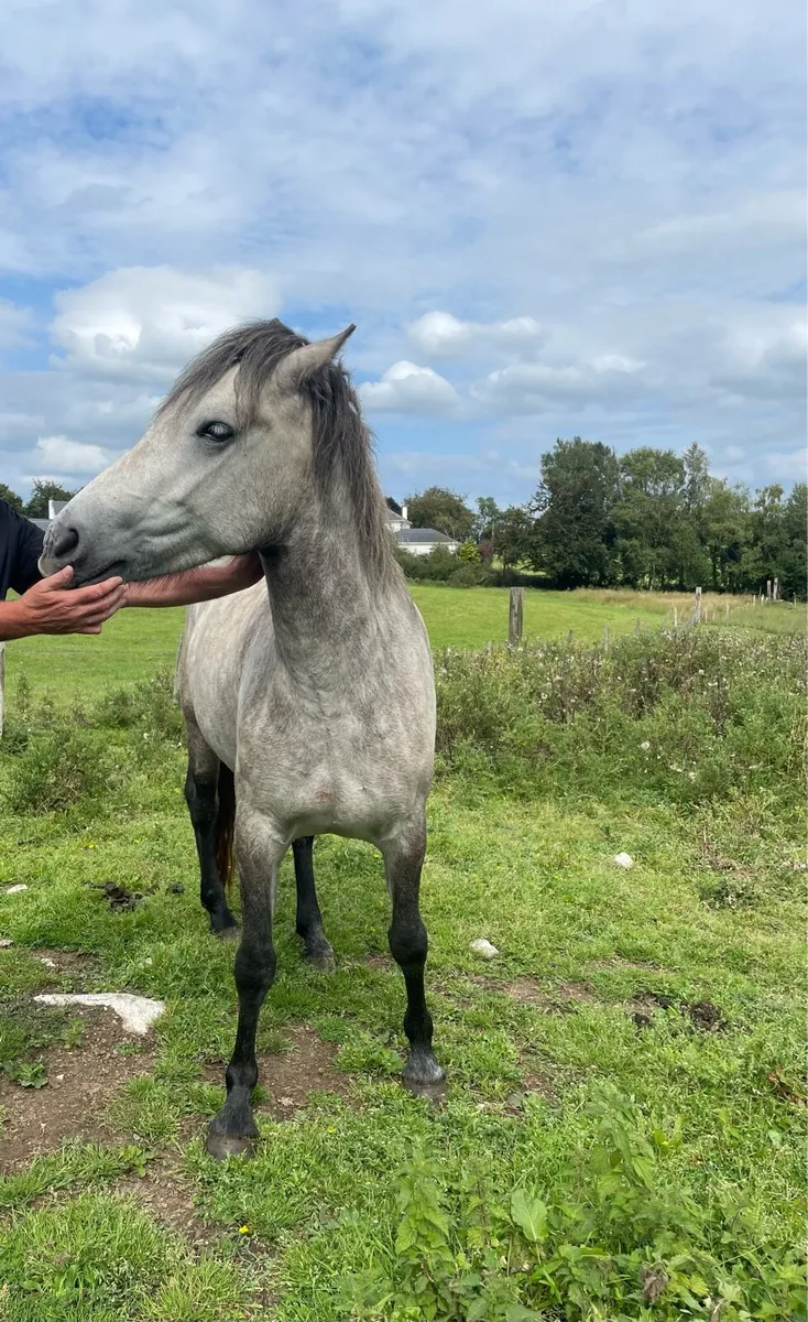 Connemara pony’s and foals - Image 2