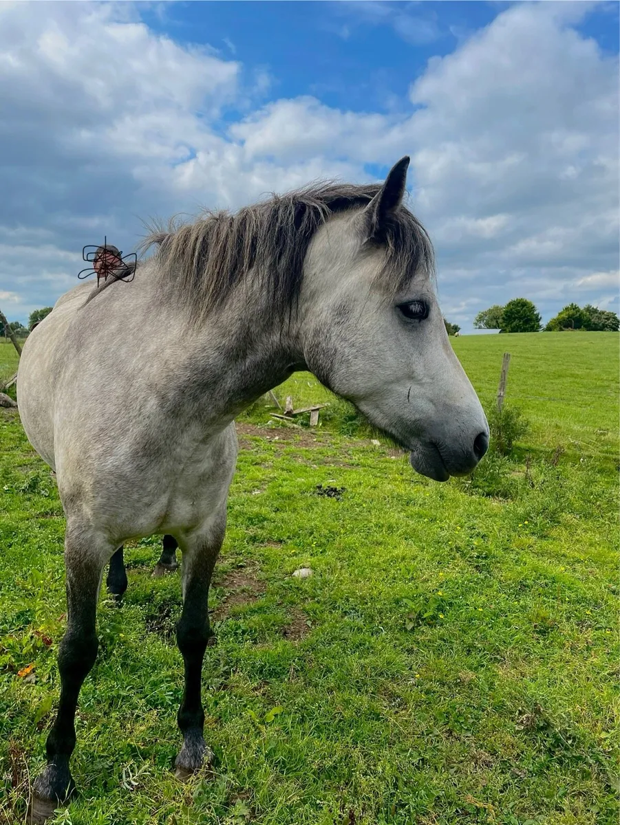 Connemara pony’s and foals - Image 1