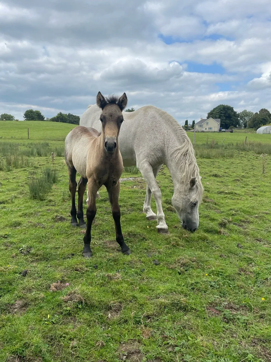 Connemara pony’s and foals - Image 3