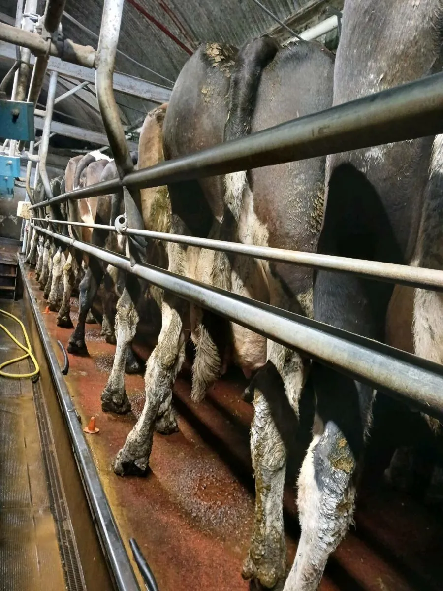 Empty milking cows required