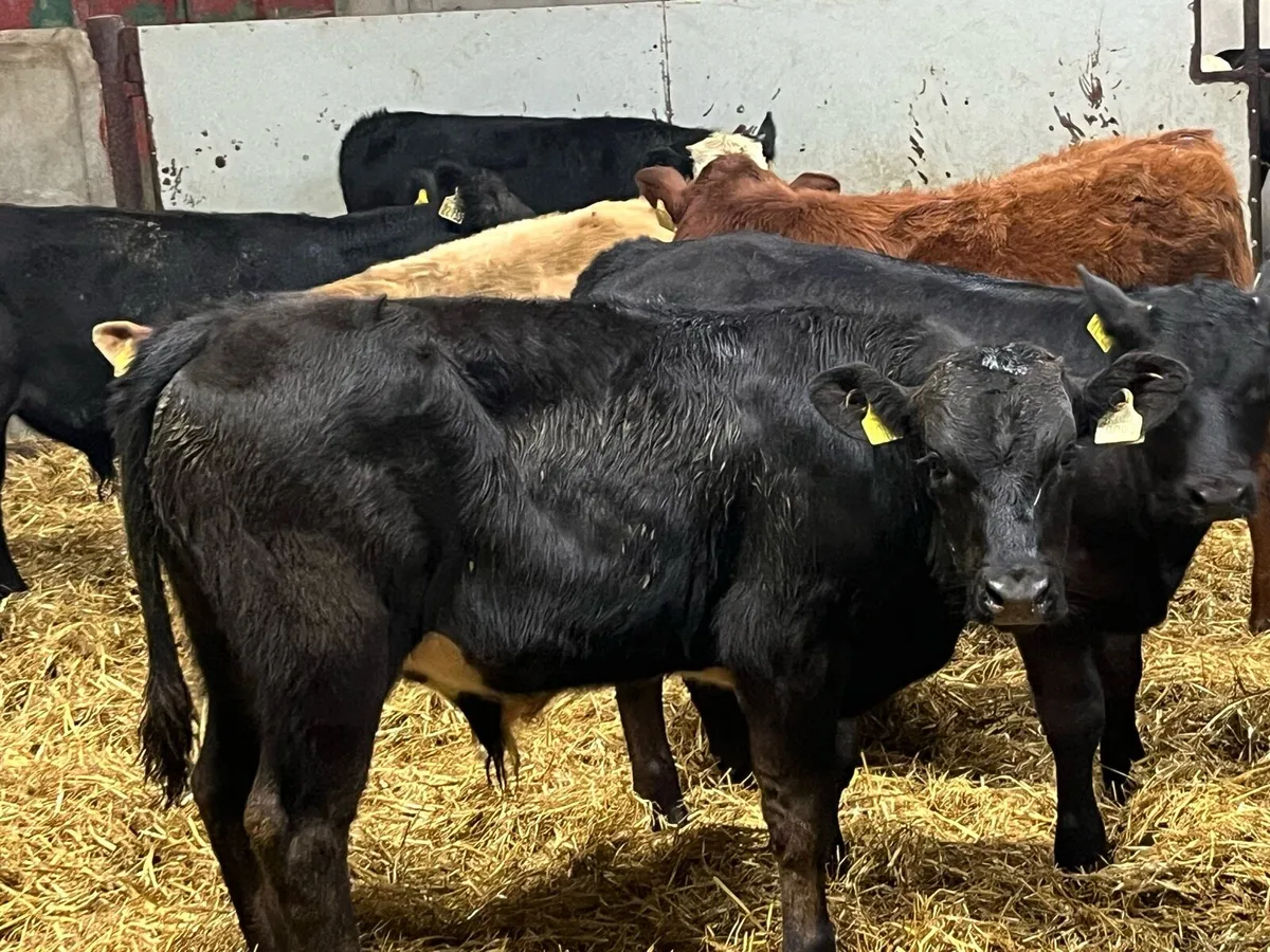 Serious 200Kg Suckled Bull Runners - Image 1