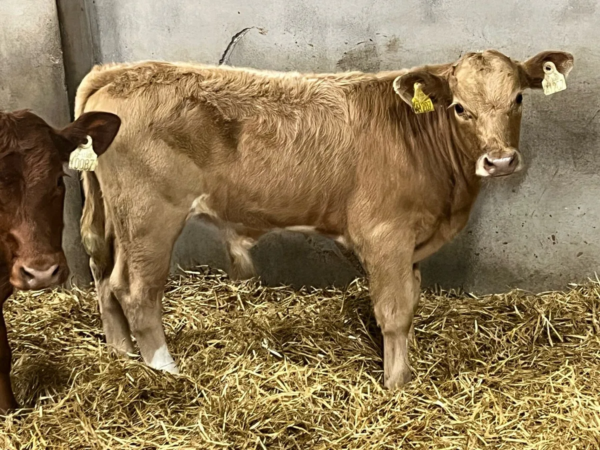 Serious 200Kg Suckled Bull Runners - Image 3