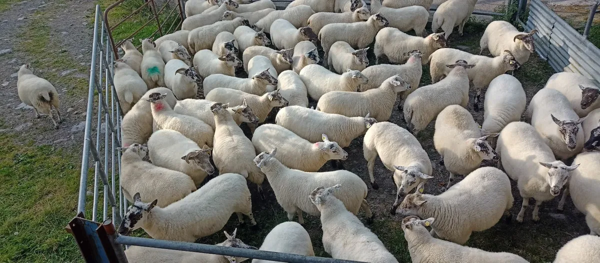 Sheep - Image 2